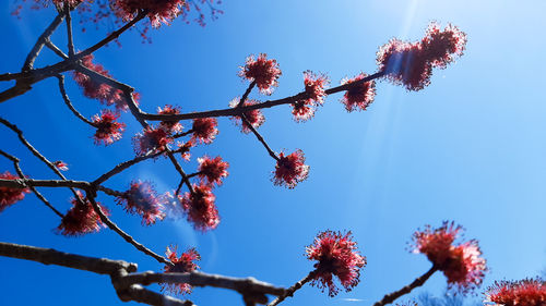 Low angle view of cherry blossom against blue sky