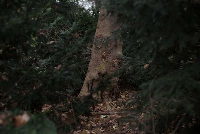 Close-up of plants growing in forest