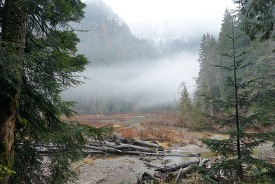 Scenic view of forest during foggy weather