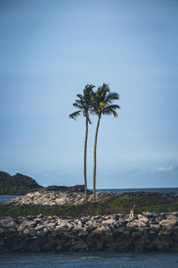 Palm tree on rock against sky