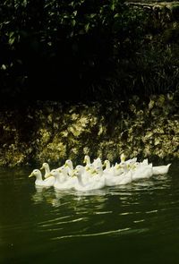 Birds swimming in lake