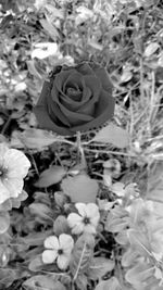 Close-up of flowers blooming outdoors