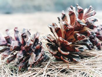 Close-up of dried plant growing on field