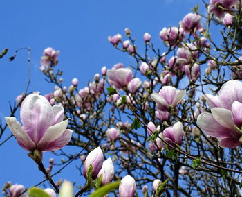 Close-up of fresh pink flowers against sky