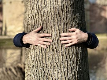 tree trunk