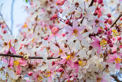 Close-up of pink cherry blossoms in spring