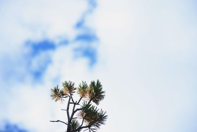 Low angle view of flowering plant against sky