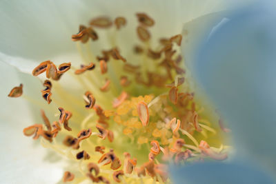 Close-up of flowers