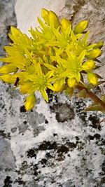 Close-up of yellow flowering plant on rock