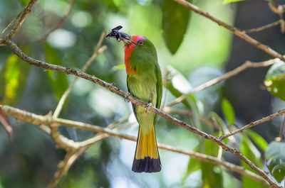 Red bearded bee eater perched on branch