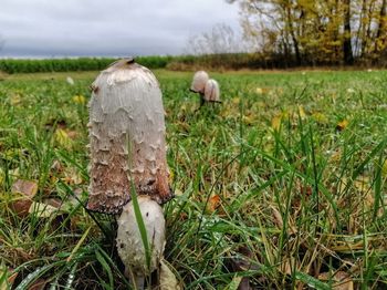 Rear view of sheep on field