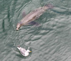 Low section of person swimming in sea