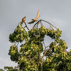 Low angle view of bird perching on tree