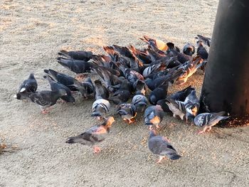 High angle view of birds on field