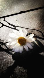 High angle view of white flower blooming outdoors