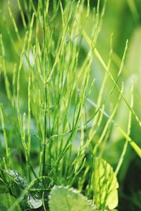 Close-up of plants growing on field