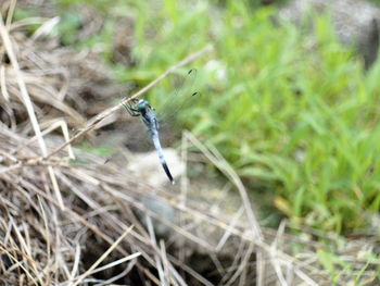 Close-up of a bird on land