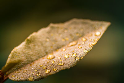 Close-up of raindrops on leaves