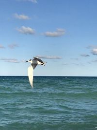Seagull flying over sea against sky
