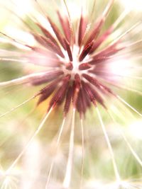 Close up of flowers