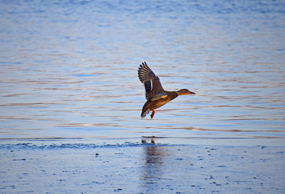 Mallard duck flying over river during winter