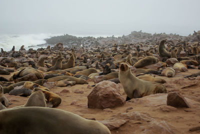 View of sheep on beach