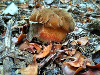 High angle view of mushrooms on field