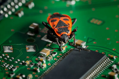 High angle view of beetle on motherboard