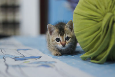 Portrait of kitten on bed at home