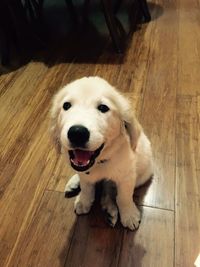 High angle portrait of dog sitting on hardwood floor