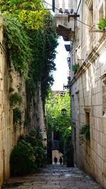 Alley amidst plants and buildings in city