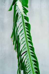 Close-up of fresh green leaves against white wall