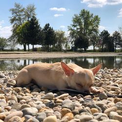 View of sheep resting on pebbles against sky