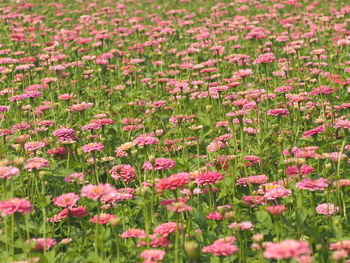 Close-up of pink flowering plants on field