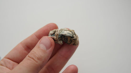 Close-up of hand holding small over white background