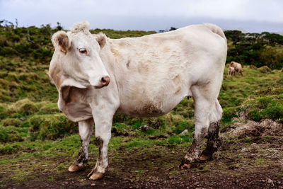 Portrait of cow standing on field