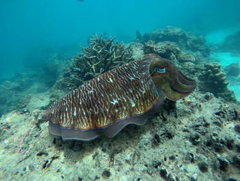 Fish swimming in sea