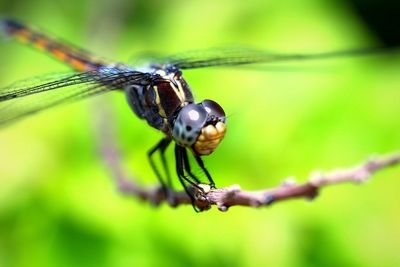 Close-up of dragonfly on plant