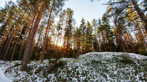 Trees on snow covered landscape