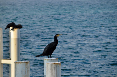 Birds perching on wooden post