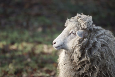 Close-up of sheep on field