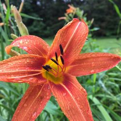 Close-up of raindrops on red day lily blooming outdoors