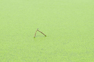 Close-up of drowned dried branch in lake covered with green leaf