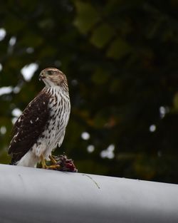 Low angle view of eagle perching on tree