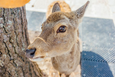 Close-up of a rabbit looking away