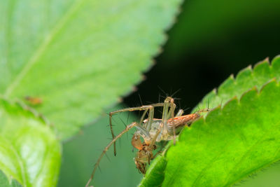 Close-up of insect on leaf