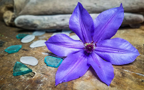 Close-up of purple flower