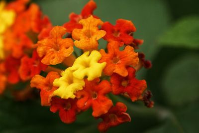 Close-up of red flower