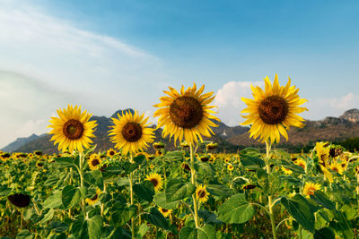 Close-up of sunflowers on field against sky