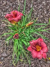 Close-up of red flowers blooming on field